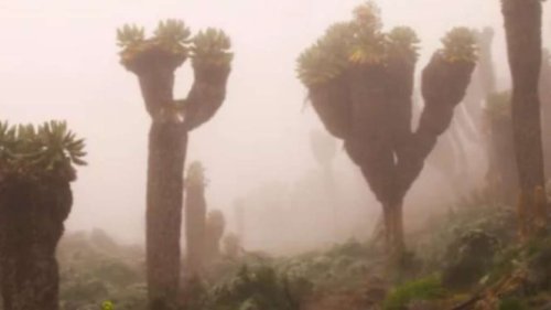 Groundsel Raksasa Kilimanjaro, Tumbuhan Aneh yang Tumbuh Subur di Gunung Tertinggi Afrika