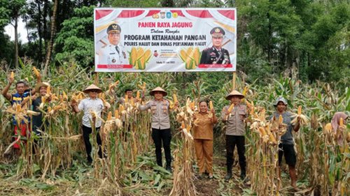 Panen Raya Jagung di Halut, Komjen Dedi: Kesejahteraan Petani adalah Pondasi Stabilitas Keamanan Nasional
