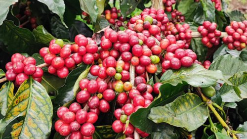 Kopi Arabika asal Indonesia Raup Miliaran Rupiah berkat Inovasi Teknologi dan Sertifikasi Modern