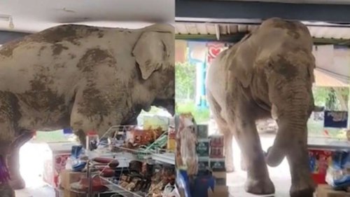 Diduga Kelaparan, Seekor Gajah di Thailand Serbu hingga Acak-acak Toko Kelontong&nbsp;
