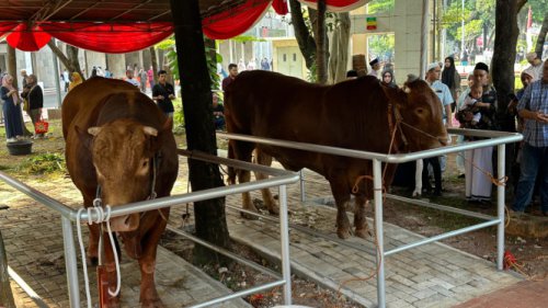 Istiqlal Mosque Postpones Qurban Slaughter Amid 150,000 Worshippers