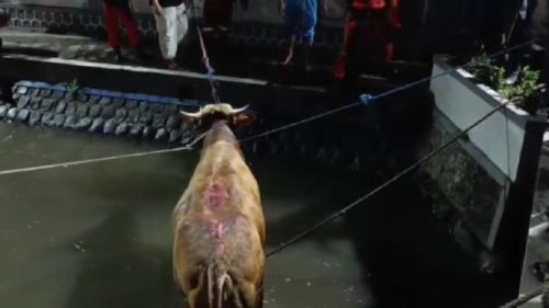 Detik-detik Sapi Kurban Ponpes Tebuireng Jombang Ngamuk hingga Jatuh ke Sungai