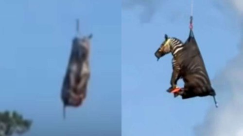 Viral Usai Kabur Selama Sepekan, Zebra Bernama Ed Diangkut Pulang dengan Helikopter