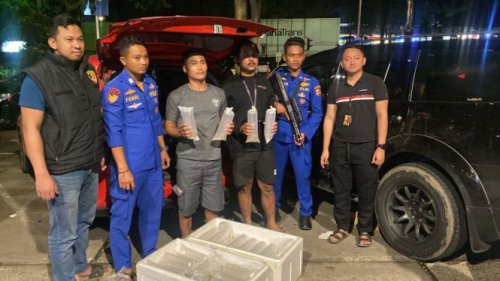Polisi Gagalkan Penyelundupan Ribuan Benih Lobster ke Luar Negeri, Nilainya Hampir Setengah Miliar