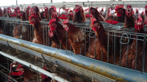 Harga Daging Ayam Anjlok, Pemerintah Berlakukan Harga Pokok Produksi Rp 18.000 per Kg