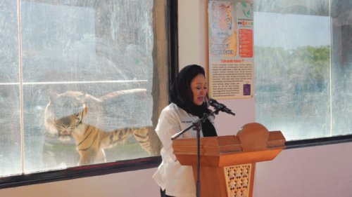 2 Anak Harimau Langka Lahir di Sumatera, Titiek Soeharto Beri Nama Rizki dan Lestari