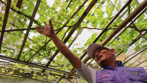Kampung Padat Penduduk Disulap Jadi Pemukiman Ramah Tumbuhan, Asri dan Teduh Banget!