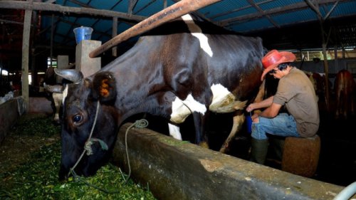 Dapatkan Fasilitas Pembiayaan dan Transaksi dari BRI, Klaster Susu di Ponorogo Berhasil Tingkatkan Kapasitas Produksi