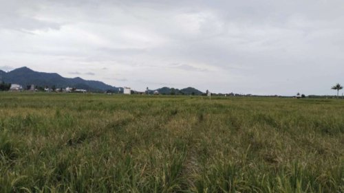 Ratusan Hektar Padi di Sulsel Gagal Panen Akibat Serangan Hama Tikus