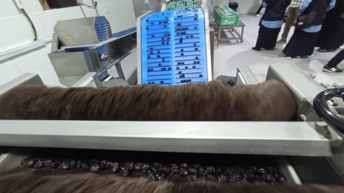 Pekerja lagi memetik buah kurma di perkebunan Castle Farms di Madinah, Arab Saud, Madani, Production Manager Castle Farms di Perkebunan Kurma di Madinah , Proses sortir kurma ajwa Castle Farms dengan teknologi canggih, Pekerja sedang menyortir kurma ajwa di Castle Farms Madinah, Mengintip Produksi Kurma Ajwa Castle Farms di Madinah: Canggih dan Organik