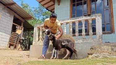 Heboh! Pola Bulu Anak Kambing Ini Bentuk Lafaz Allah, Ditawar Rp35 Juta Tak Dilepas