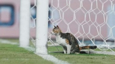 Kucing Masuk Lapangan di Laga Piala AFF U-23, Netizen: Harimau Malaya Sedang Melambai