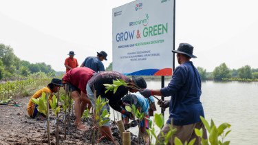 Peringati Hari Mangrove Sedunia, BRI Pertegas Komitmen Selamatkan Lingkungan Lewat Perbaikan Ekosistem Pesisir