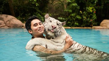 Alshad Ahmad mengurus harimau