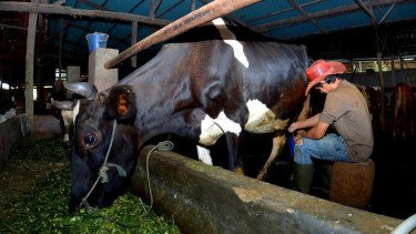 Kisah Pengusaha Pakan Ternak dari Ponorogo Ini Buktikan KUR BRI Bisa Bikin Usaha Berkembang