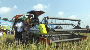 Kejaksaan Turun ke Sawah! Kejati Lampung Target Panen Raya 28 Ribu Ton Gabah