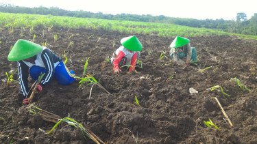 Pertamina Bina UMKM DDistillers, Ubah Lahan Kritis Jadi Lapangan Kerja untuk Lebih dari 2.000 Warga Desa
