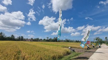 Penerapan Pertanian Ramah Lingkungan Bisa Bikin Produksi Padi Naik hingga Lahan Makin Subur