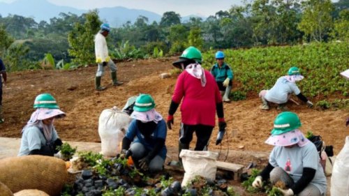 Megamendung Disebut Contoh Sukses Hilirisasi Hijau Sejalan dengan Arah Prabowo