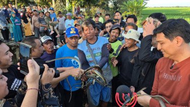 Lucky Hakim Bakal Lepaskan 10 Ribu Ekor Ular ke Sawah Indramayu, Diklaim Tak Berbisa