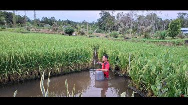 Perkuat Ketahanan Energi hingga Ketahanan Pangan, Pertamina Kembangkan 110 Inovasi lewat Program PFmuda