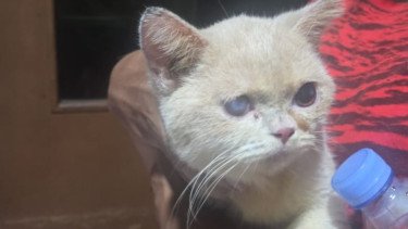 Top 9+ Penjarah Ditangkap, Begini Penampakan Kucing Uya Kuya yang Ikut Dijarah Saat Ditemukan