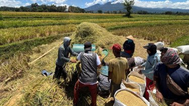 Turun 4,02 Persen, BPS: Produksi Beras Februari-April 2026 Diperkirakan 12,2 Juta Ton
