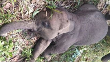 Terungkap! Ini Penyebab Kematian Anak Gajah Tari