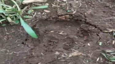 Warga Heboh Temukan Jejak Kaki Dikira Macan Tutul yang Kabur dari Lembang Park &amp; Zoo, Ternyata ...