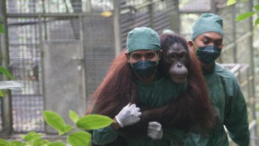 BNI Perkuat Komitmen ESG Lewat Konservasi Orangutan dan Rehabilitasi Hutan