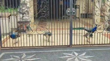 Viral Penampakan Burung Merak di Rumah Mewah Duren Sawit, Siapa Pemiliknya?