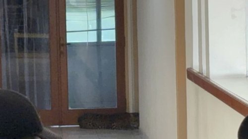Heboh Macan Tutul Ditemukan di Hotel Bandung, Diduga yang Kabur dari Lembang Park &amp; Zoo