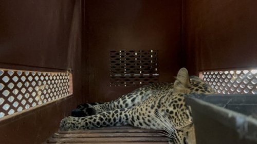 Detik-detik Menegangkan Evakuasi Macan Tutul Masuk Hotel Diduga yang Kabur dari Lembang Park &amp; Zoo