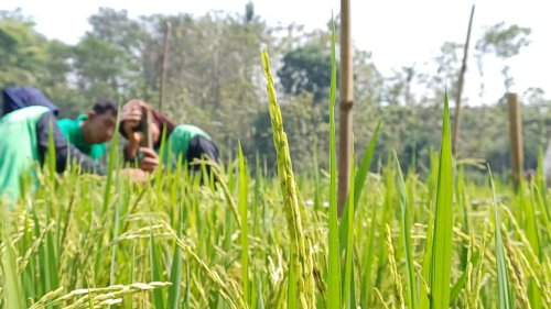 Panen Melimpah! Petani Boyolali Raup Cuan dari Pertanian Padi Berkelanjutan SRP
