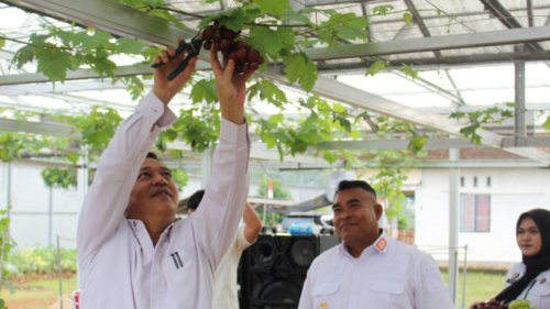 Lapas Warungkiara Jadi Contoh Program Ketahanan Pangan, Sukses Panen Anggur dan Terong