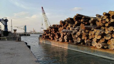 Aksi Nekat Mafia Kayu di Mentawai Terendus, Kerugian Negara Capai Rp239 Miliar