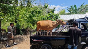 Tiga Sapi Diamankan di Labuan Bajo, Pemkab Mabar NTT Larang Hewan Ternak Berkeliaran