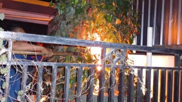 Tragis, Kakek 80 Tahun di Pemalang Tewas Disengat Puluhan Tawon