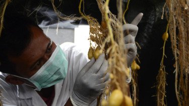 Ketahanan Pangan Bukan Sekadar Kemampuan Memproduksi Cukup Makanan