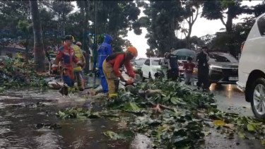 Hujan Deras Guyur Bandung, Pohon Tumbang di Cihampelas dan Banjir Rendam Jalan Pasteur