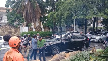 Pohon Palem Tua di Pondok Indah Ditebang Imbas Kejadian Lexus Tertimpa Tewaskan Eks Direktur Danareksa