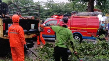 Pohon Beringin 10 Meter Tumbang Timpa Bangunan dan Mobil di Jaktim, Untungnya Tak Ada Korban Jiwa