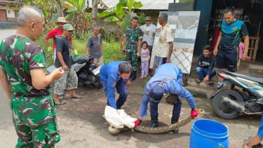 Ular Piton Sepanjang 3 Meter Dievakuasi Damkar Temanggung dari Gorong-Gorong Rumah Warga