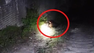 Geger! Pria di Pamekasan Ditemukan Tewas Dibakar di Pinggir Jalan