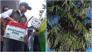 RI Punya &lsquo;Harta Karun&rsquo; Baru, Bioetanol Aren Mulai Diproduksi Tahun Depan