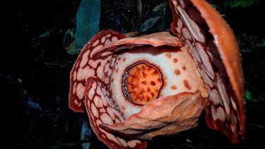 Merinding! Momen Ilmuan Universitas Oxford Temukan Rafflesia Hasseltii di Sumatera Setelah 13 Tahun Pencarian