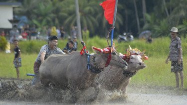 Jaga Tradisi, Mekepung Lampit 2025 Resmi Digelar: Bupati Jembrana Pimpin Langsung Atraksi Pembukaan