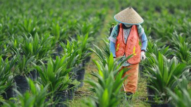 Bakrie Sumatera Plantations Bukukan Laba Operasi Rp 388 Miliar