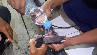 Damkar Pemalang Selamatkan Burung Perkutut yang Kakinya Bengkak Terjepit Cincin