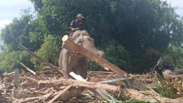 Empat Gajah Dikerahkan untuk Bantu Bersihkan Puing Kayu Banjir Bandang Aceh